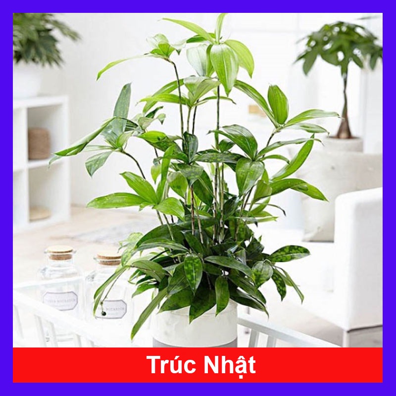 Cây Trúc Nhật - cây cảnh trong nhà