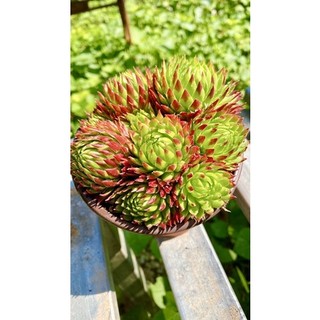 sen đá trúc phật bà sz 12 cm