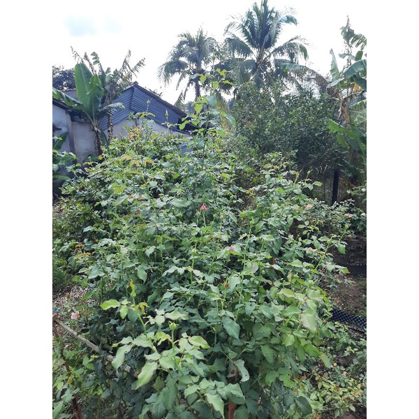 Chế Phẩm Hữu Cơ Bật Mầm Hoa Hồng