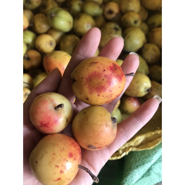 Táo mèo tươi ngâm rượu/ hàng cuối vụ chín