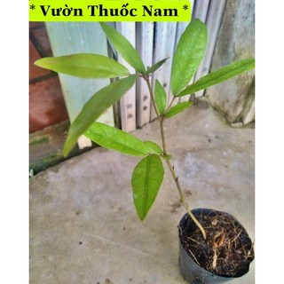 Cây lụa miền tây cây đọt lụa làm giống