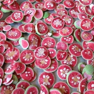 Cây giống chay ruột đỏ cao