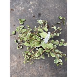 chậu peperomia scandens variegata