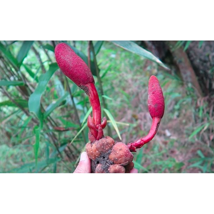 Nấm Ngọc Cẩu  T Ươi 01KG lz3 LOẠI 01