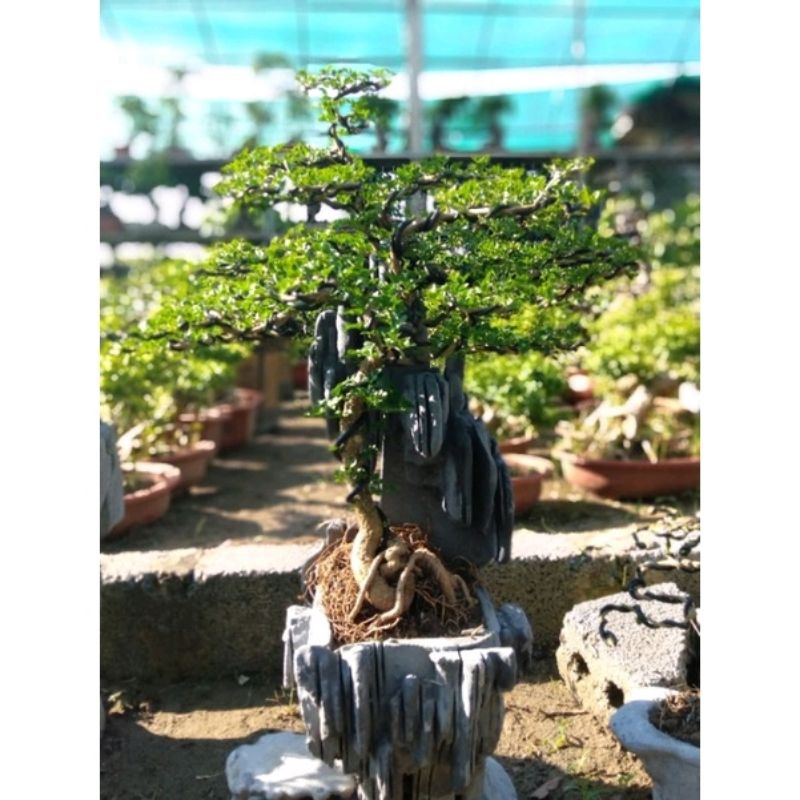 Cây Cần Thăng Bonsai