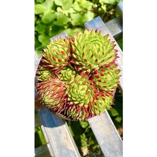 sen đá trúc phật bà sz 12 cm