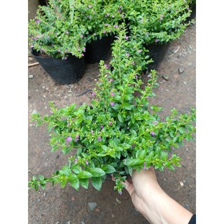 Cây cẩm tú mai chậu lớn (chỉ giao hỏa tốc HCM)