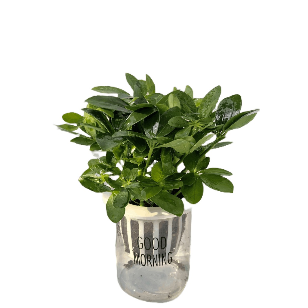 Cây ngũ gia - cây ngũ gia bì thủy sinh cao 20cm tỏa mùi hương dễ chịu xua đuổi côn trùng