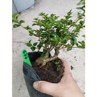 sam hương lùn lực gốc già