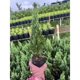 Sơn tùng cây nhỏ 20cm-25cm