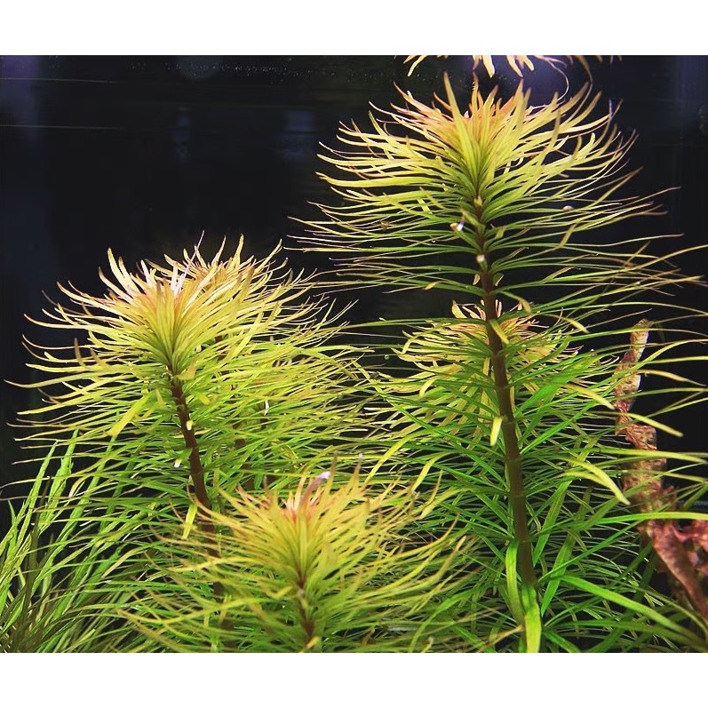 Cây Hoàng Thái Dương - Ludwigia Inclinata var verticillata ”Araguaia”