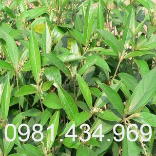 Cây Khổ Sâm Khô Chất Lượng 01KG Mới