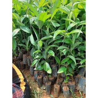 Cây quế giống ảnh thật
