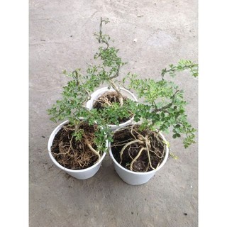 Cây Cần Thăng Bonsai