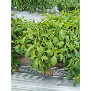Phân bón vi lượng - CẤP CỨU ĐẤT