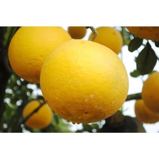 Cây giống Cam Vinh, cam đường canh, cam ruột đỏ