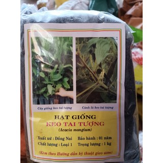 500 gram hạt giống keo tai tượng trồng rừng, lấy gỗ, cải tạo đất