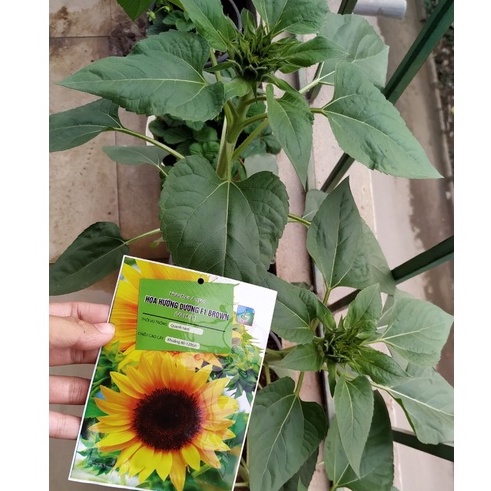 Hạt Giống Hoa Hướng Dương F1 Gói 30 Hạt