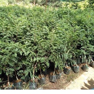 Chậu cây me thái giống ( cao 40-70cm )