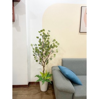 Combo cây bạch đàn kèm chậu