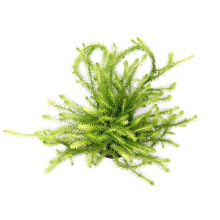 Mayaca Fluviatilis - Cây Thuỷ Sinh Bạc Đầu Bông - Cây Thuỷ Sinh
