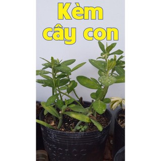 Cây thạch anh, Thạch anh giống