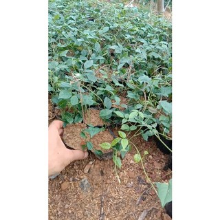 Cây giống sâm nam núi dành