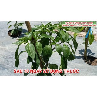 Phân bón vi lượng - CẤP CỨU ĐẤT