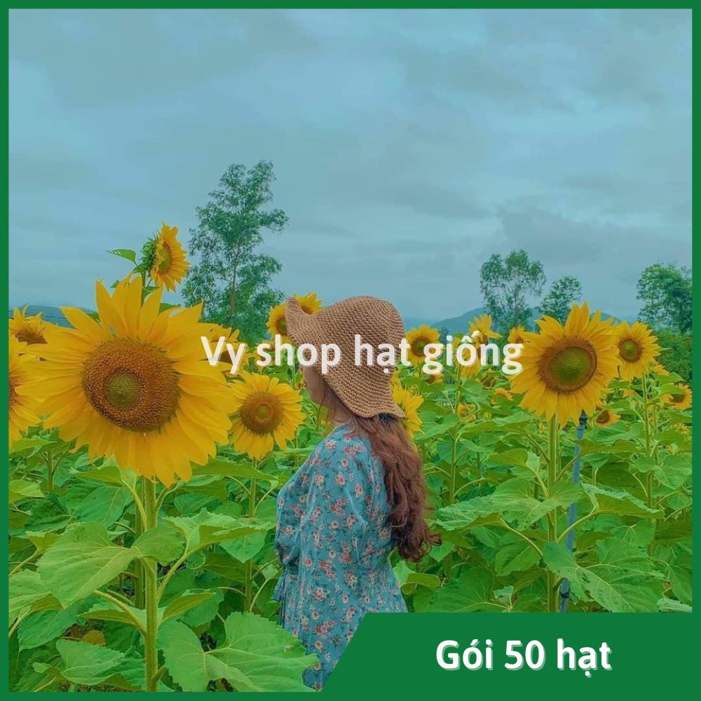 Hạt giống hoa hướng dương AGUARA Thái Lan cây cao bông to - gói 50 hạt