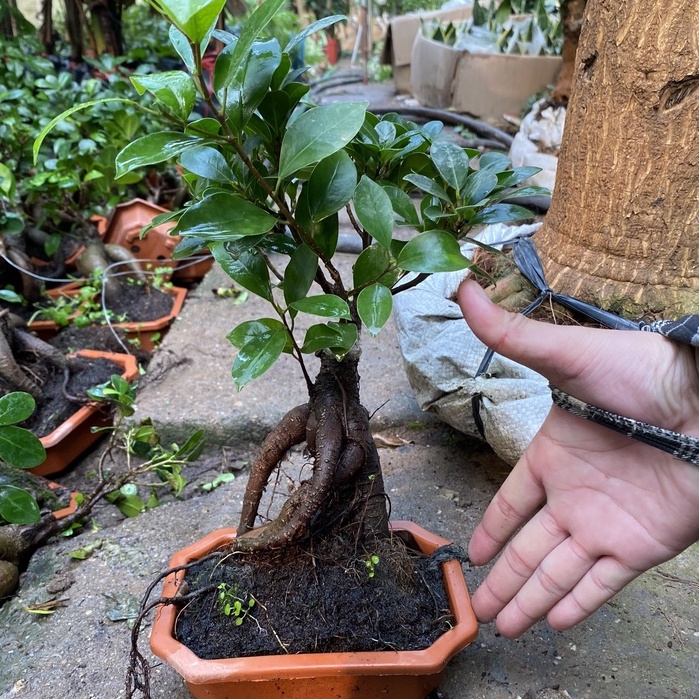 Cây si bonsai, cây cao 20cm có bộ rễ chắc khỏe sức sống tốt, dễ chăm sóc thích hợp trang trí bàn làm vệc