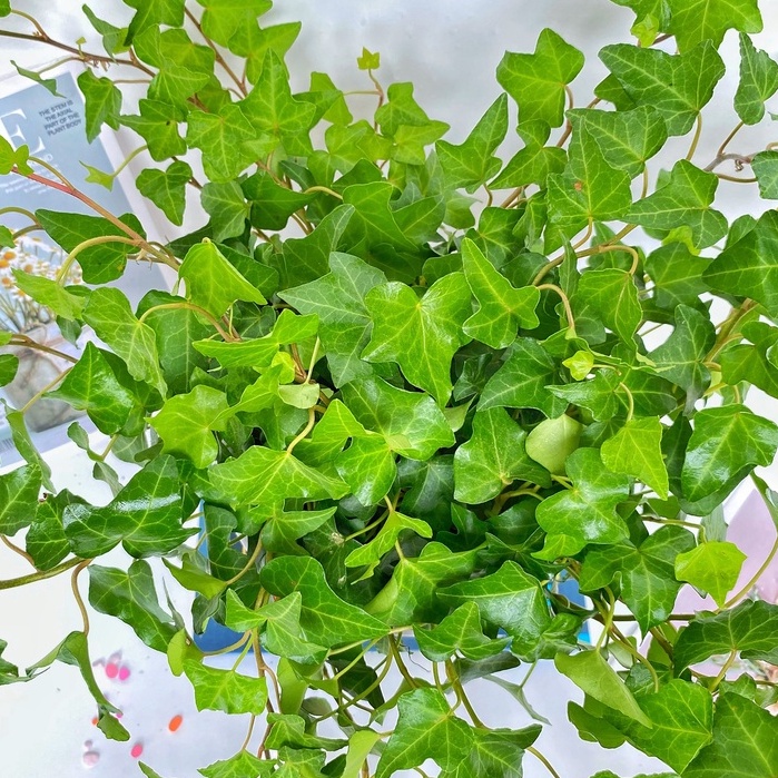 Cây thường xuân  trồng chậu treo, cây cực nhiều nhánh lá xanh tươi quanh năm và dễ chăm sóc