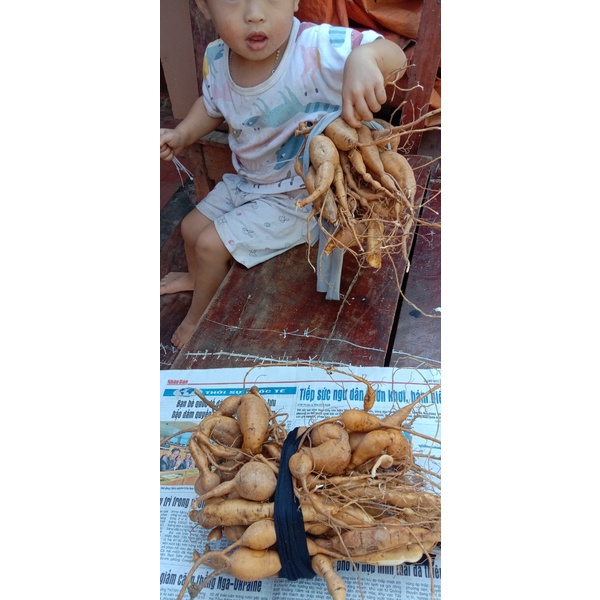 Củ sâm nam núi dành tươi (500g)