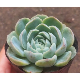 Sen đá Bánh Bông Lan - Hư 1 đổi 1- Cây cảnh trang trí- HOA ĐÁ shop