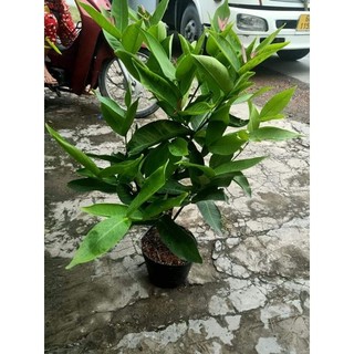 Mận đường xanh
