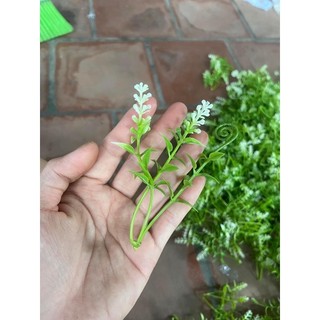 100g cỏ điểm móc