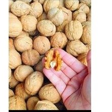 HẠT ÓC CHÓ HỘP 350G