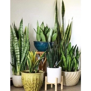 Chậu cứng Lưỡi hổ Thái