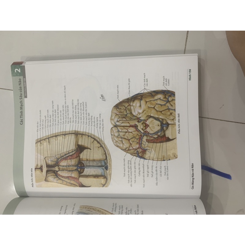 Sách - Atlas giải phẫu người