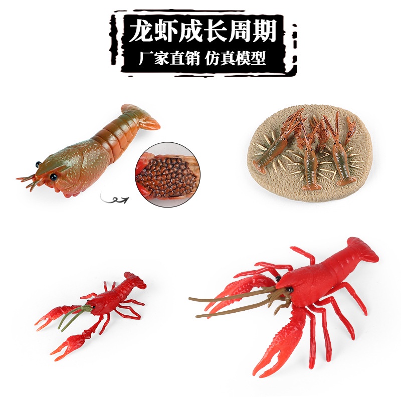 ♞Bán buôn tại nhà máy♞Mô hình động vật mini ở đại dương, mô phỏng nhận thức của trẻ em, về chu kỳ phát triển của con tôm đã được tạo ra bởi cảnh đồ chơi trong nhà, và trẻ em nhận thức được đồ chơi của gia đình.