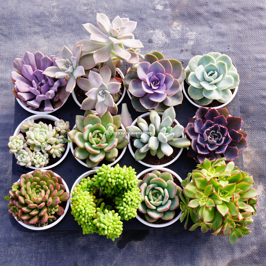 Combo 15 loại sen đá chậu trung 10-12cm GLASS GARDEN, tặng 1 chậu cùng size.
