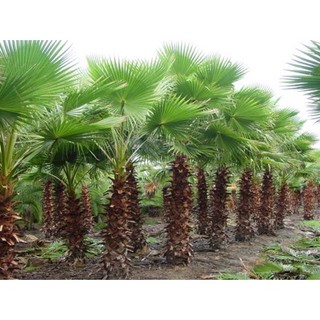 Hạt giống cây cọ mỹ ( Pritchardia filifera ) - 3 hạt (TẶNG gói kích thích hỗ trợ hạt nảy mầm)