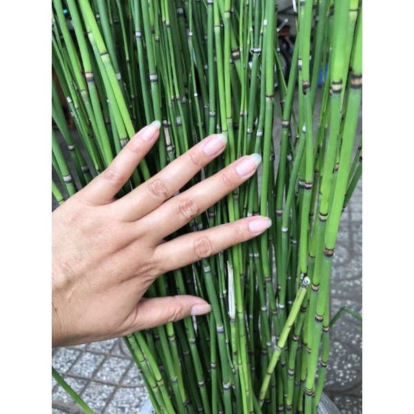 Thiền trúc ko lá