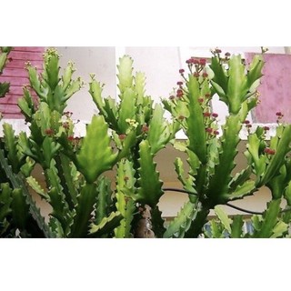 Cây xương rồng ba cạnh trồng làm cảnh