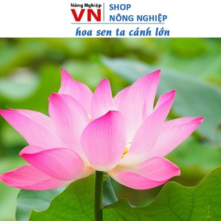 Hạt giống hoa sen ta cánh lớn truyền thồng