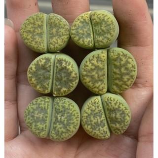 Sen mông,lithops,thạch lan Vàng 2cm