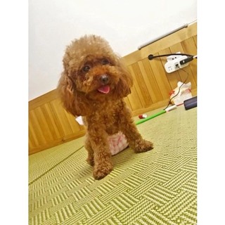 Bỉm (tã lót) cho cún (Cái & Đực) 🐶🐩