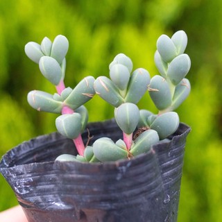 Sen đá lá tim 5-7cm - Vườn sen đá