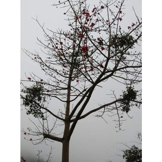 Cây giống Gạo Tía (thường gọi là cây gạo trắng)