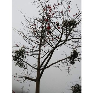 Cây giống Gạo Tía