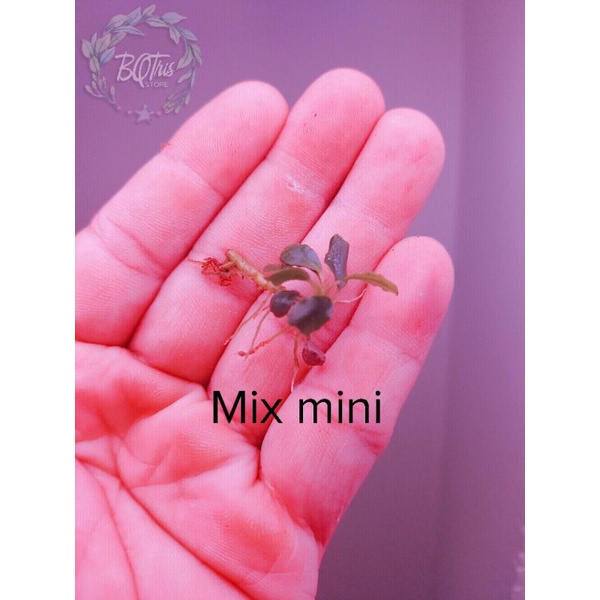 Bucep Mix mini | cây thủy sinh | hàng ngọn | lá cạn | siêu rẻ